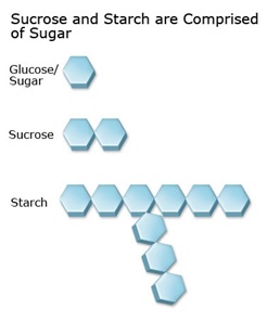 Sucrose and starch are comprised of sugars