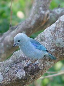 Bluebird