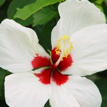 Hibiscus