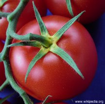 tomato